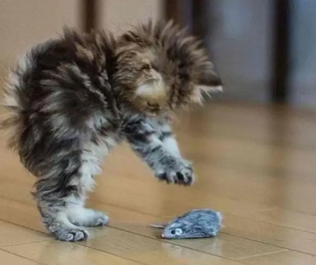 Фотография: 22 котика, в которых внезапно проснулся охотничий инстинкт, но они забыли как это делается №15 - BigPicture.ru