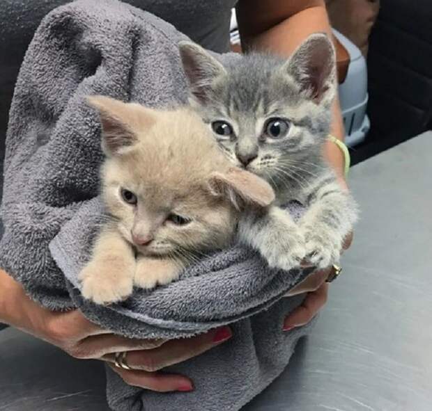 Котята в полотенце Котята в пледе