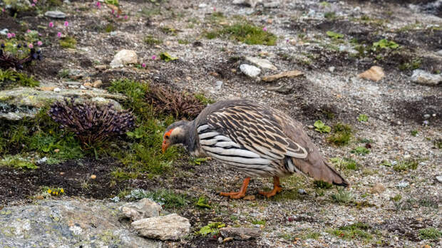 В Оренбургской области таможенники изъяли более 100 экзотических птиц