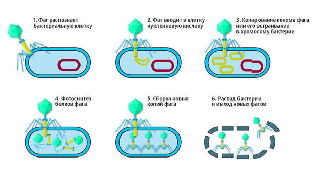 Схема жизненного цикла морского вируса (бактериофага) / Иллюстрация РИА Новости . Алина Полянина, Depositphotos / logos2012.