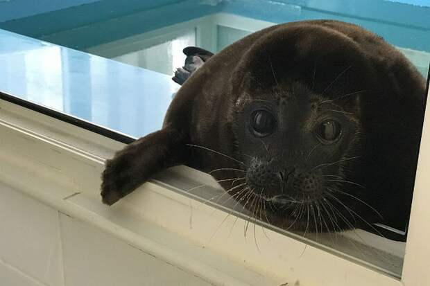 Крошик замерз в уличном бассейне Фото: vk.com/sealrescue