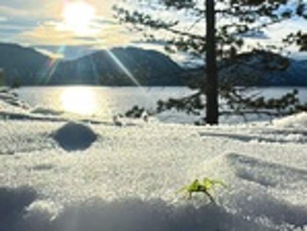 Ярко-зеленый паук / Фото: Роман и Татьяна Воробьевы