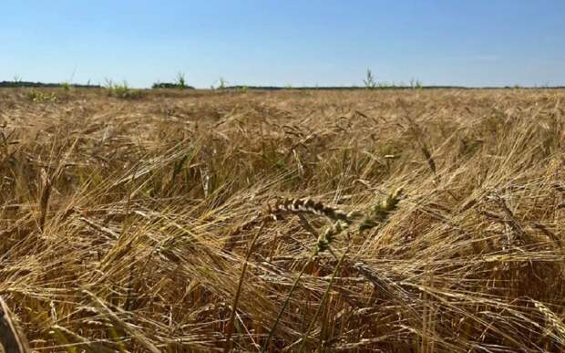 Пшеницу на посев впервые отправили из Рязанской области в Монголию