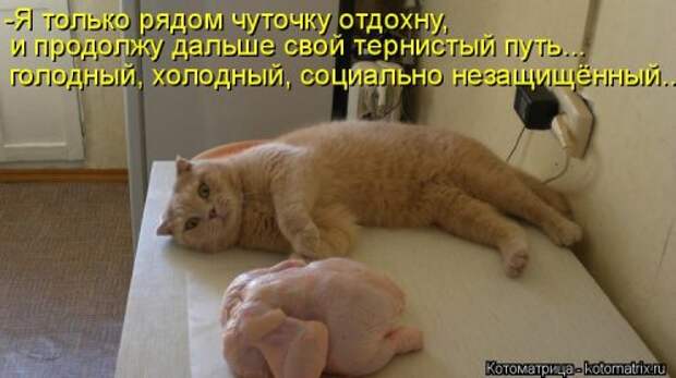 Новая котоматрица для хорошего настроения (35 фото)