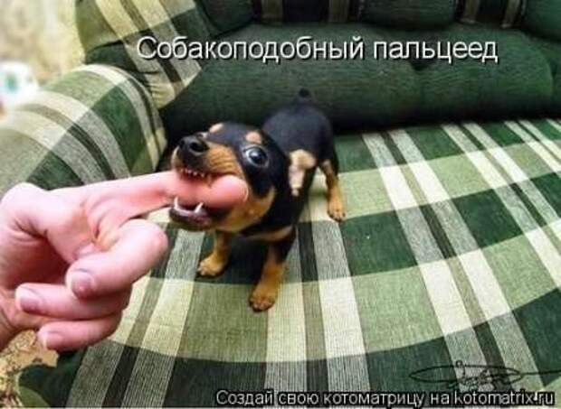 Прикольные животные, котоматрица