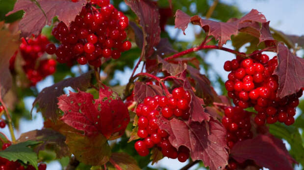 калина куст alt