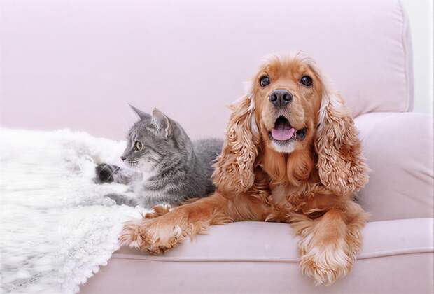 Учёные выяснили, почему ваш пёс пугает кота — и как это исправить за 2 недели