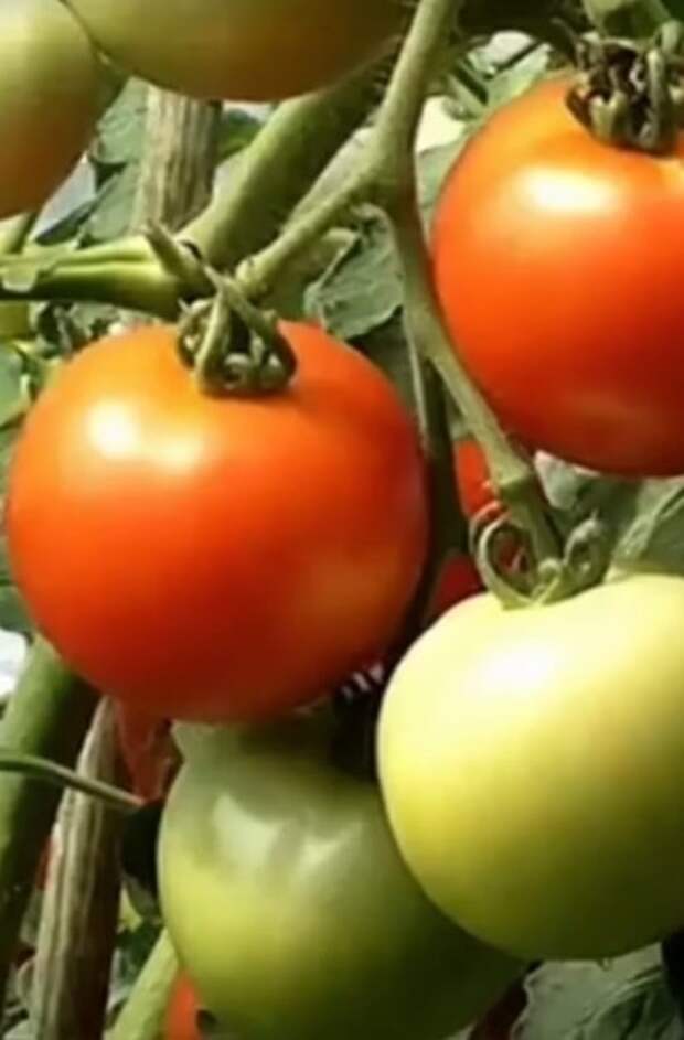 Как получить прекрасный урожай томатов и перца при помощи зерна