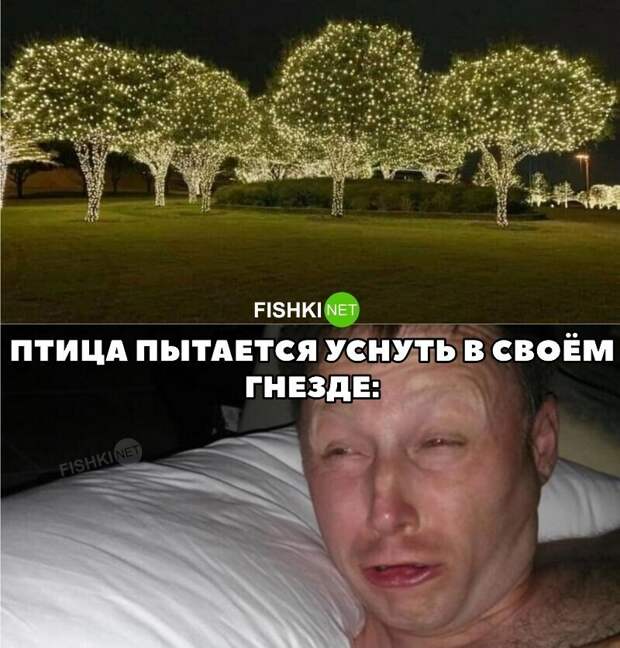 Тёплые страны. Птицы под Рождество Тёплые страны. Птицы под Рождество