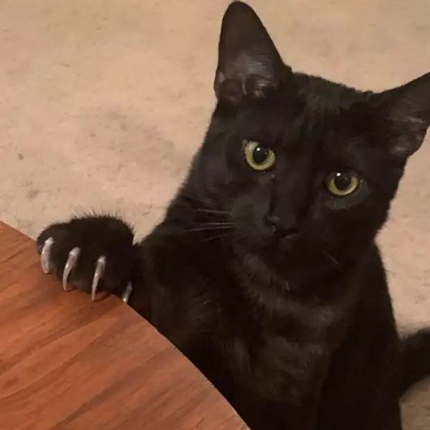 Фотография: 22 котика, в которых внезапно проснулся охотничий инстинкт, но они забыли как это делается №22 - BigPicture.ru