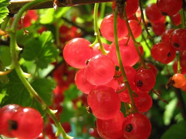 1337134855_hh48xtnuigaoscf (700x525, 54Kb)