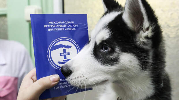 Суд запретил сайты по продаже фальшивых ветеринарных паспортов