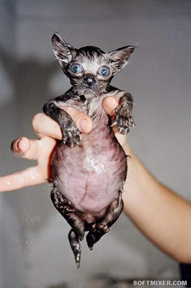 wet_cats04