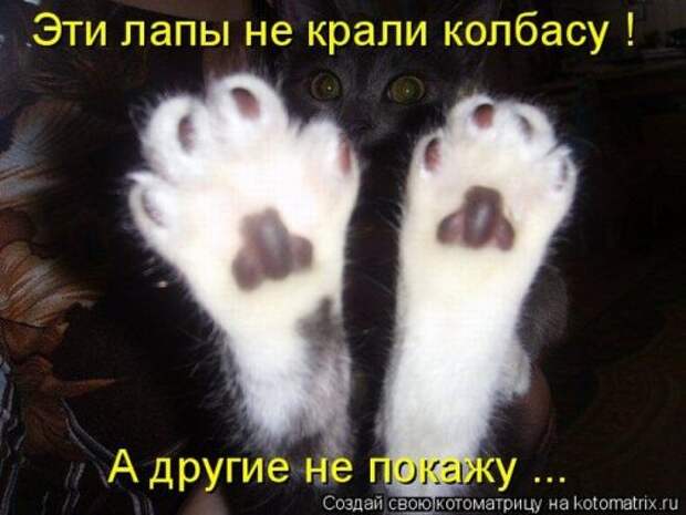 Лучшие котоматрицы за неделю