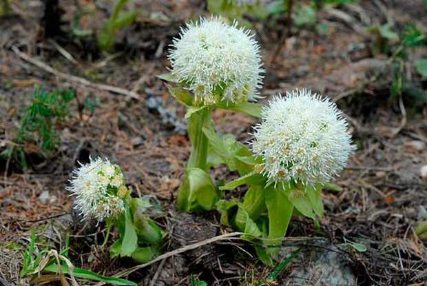 Лекарственное растение Белокопытник белый (Petasites albus)