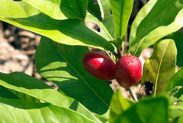 Белок миракулин из необычного растения (Synsepalum dulcificum) извлекли в 1968 году. Его даже начали внедрять в таблетки, хотя механизм действия белка был до сих пор не исследован (фото Tony Rodd/Flickr.com).