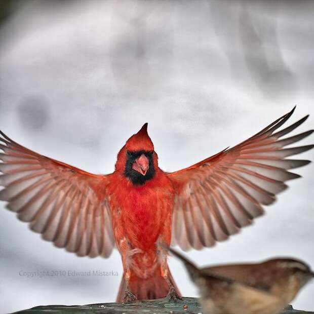 Очень классные фотографии птиц (41 фото)