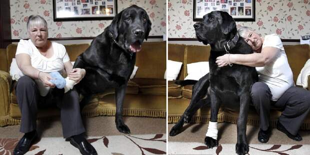 12. Этого пса зовут Самсон и его огромные размеры по началу сыграли с ним злую шутку. Е