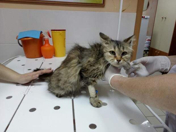 Кошечка в плачевном состоянии мяукала и просила помощи у прохожих волонтер, истории спасения, кот, котенок, кошка, приют