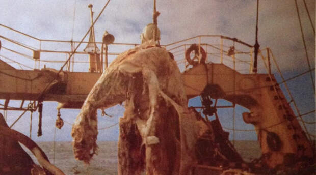 Новозеландское нечто В 1977 году неподалеку от побережья Новой Зеландии японский рыболовный траулер Цуи-Мару поднял из воды плезиозавра. К сожалению, сохранилась только вот эта фотография: рыбаки были вынуждены выбросить тяжеленную тушу обратно в воду.