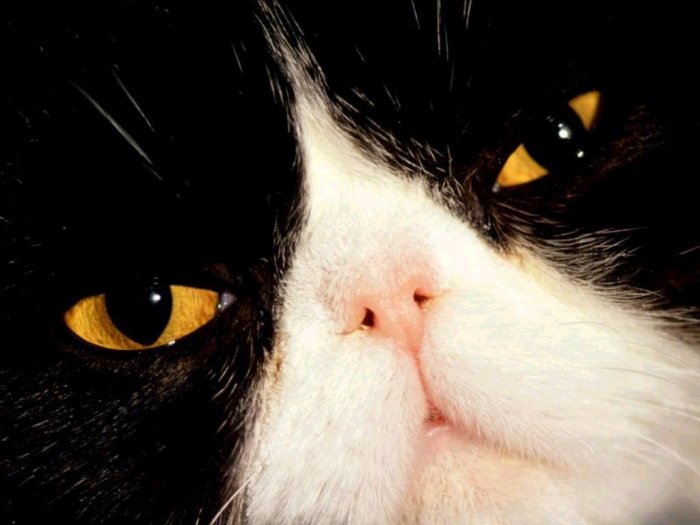 Коты,кошки,котята...