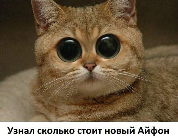 Разнообразные фото приколы с животными: смотреть обязательно!