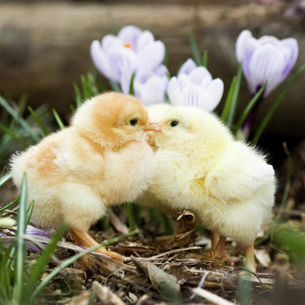 Kissing Animals