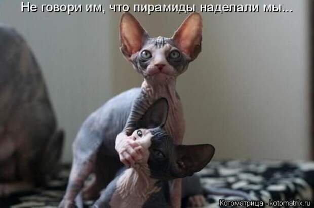 Котоматрицы(картинки с надписями)