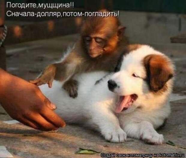 Прикольные животные, котоматрица