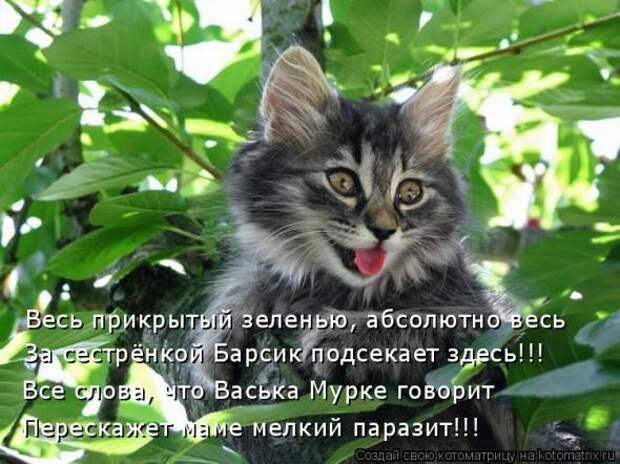 Котоматрица