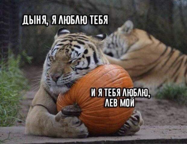 Лучшие шутки и мемы из Сети