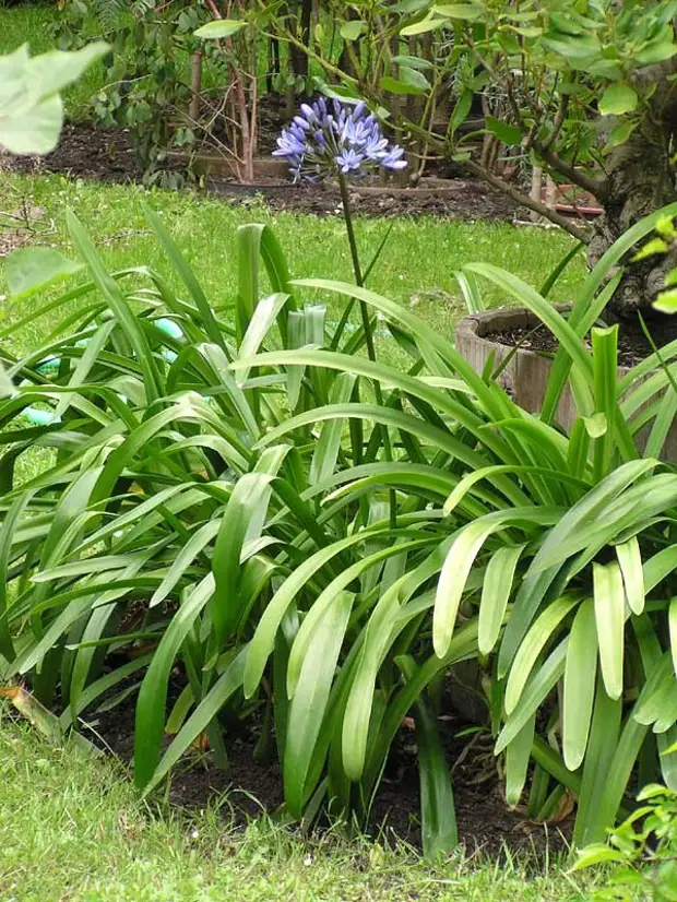 Садовое растение с длинными узкими листьями фото и название