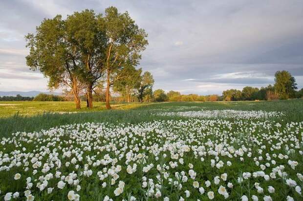 Красота Сибири (44 фото) Красота Сибири (44 фото)