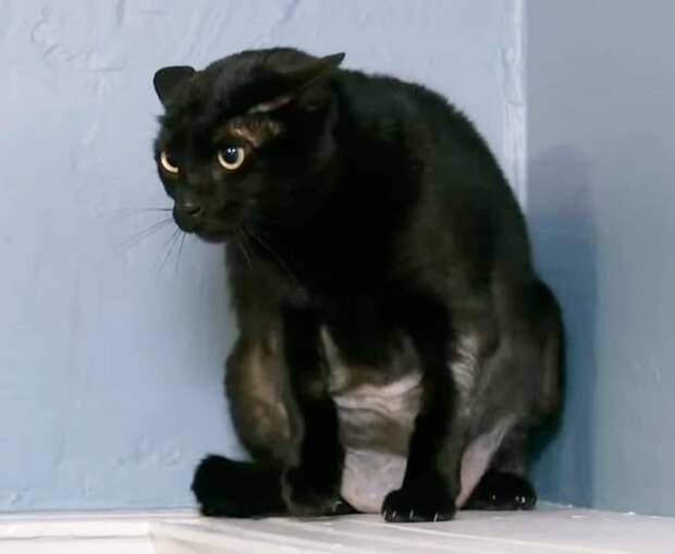 Черная кошка Злая кошка