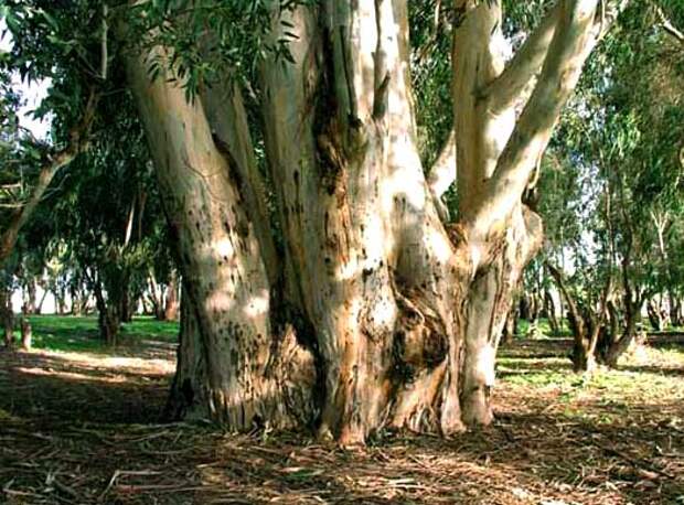Самое распространенное дерево Австралии - Фото 4765/4