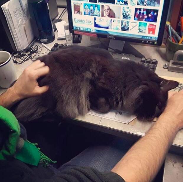 http://goodnewsanimal.ru/_nw/70/41221473.jpg