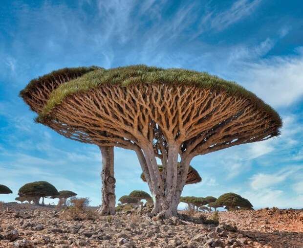 15 удивительных деревьев, которые растут на нашей планете, хотя в это и не верится