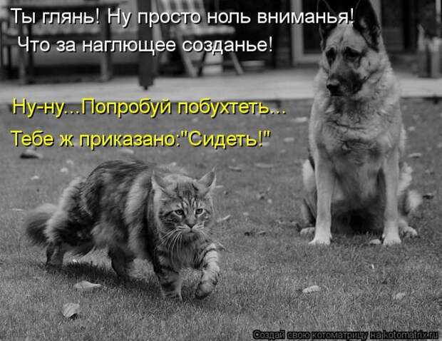 Лучшие котоматрицы недели Лучшие котоматрицы недели