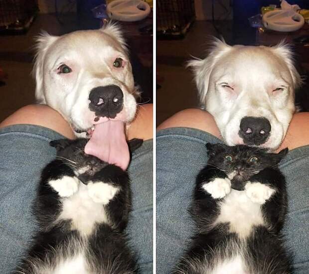 10+ смешных фотографий котов, которыми можно лечить плохое настроение