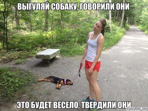 прикол, животные собаки
