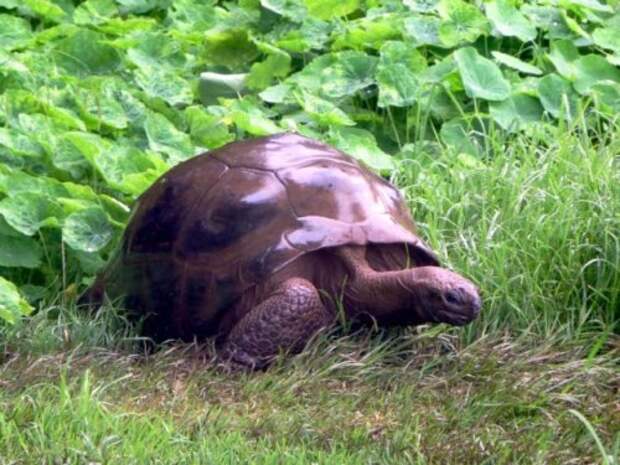Старейшая черепаха на Земле
