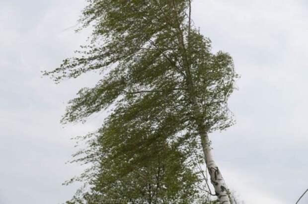 В Тульской области 27-28 апреля ожидается сильный западный ветер до 20 м/с