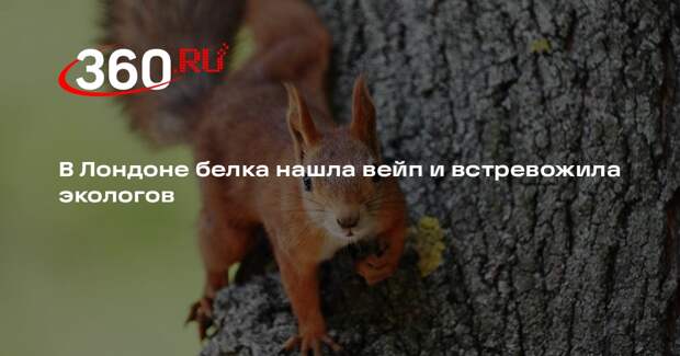 В Лондоне белка нашла вейп и встревожила экологов