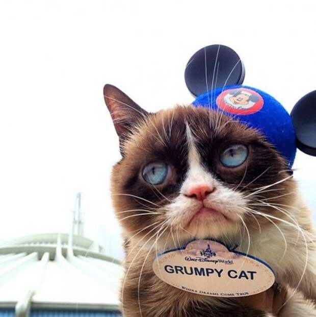 Grumpy Cat за 2 года обогатила свою хозяйку на 100 миллионов долларов (20 фото)