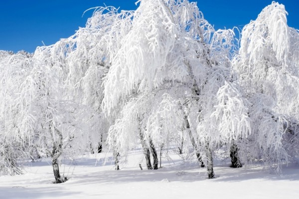 Снегопад в конце зимы…
