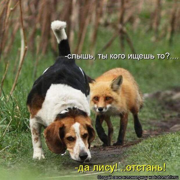 Котоматрицы великолепные, каждая с кусочком позитива и хорошего настроения!!!