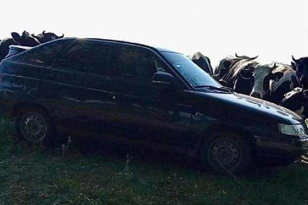 В Притамбовье коровы забодали автомобиль