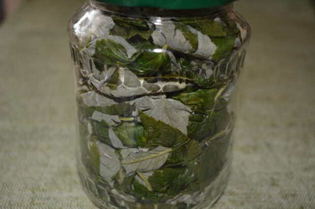 Домашний ферментированный чай из листьев малины