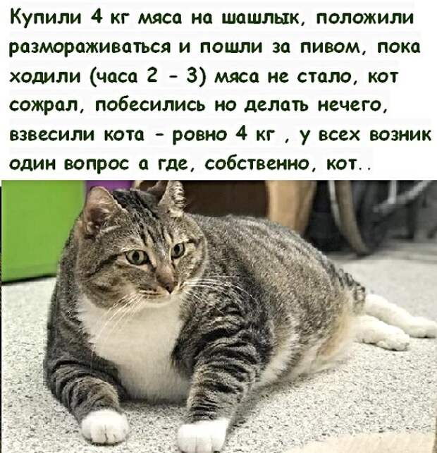 Анекдоты, истории и картинки с надписями