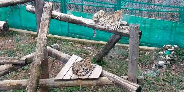 Центр восстановления леопардов в Сочи откроют для туристов
